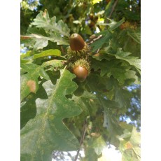 Quercus cerris Quercus cerris